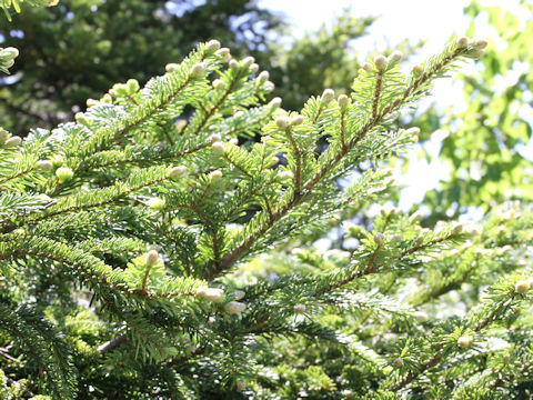 Abies mariesii