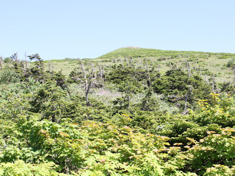 Abies mariesii