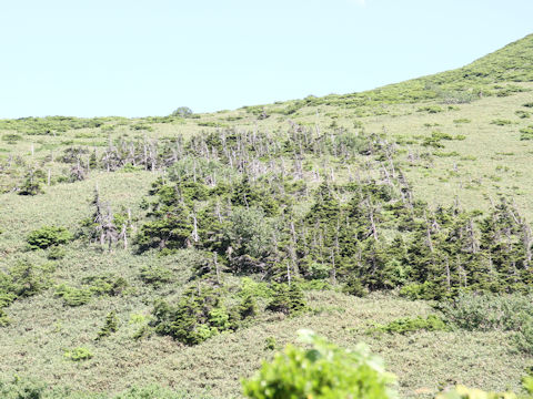 Abies mariesii