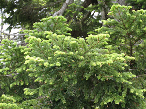 Abies mariesii