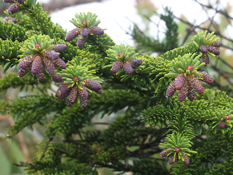 Abies mariesii