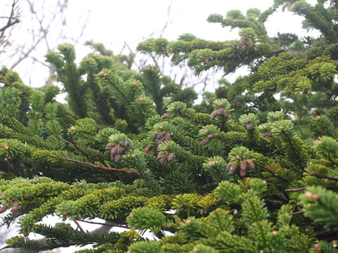 Abies mariesii