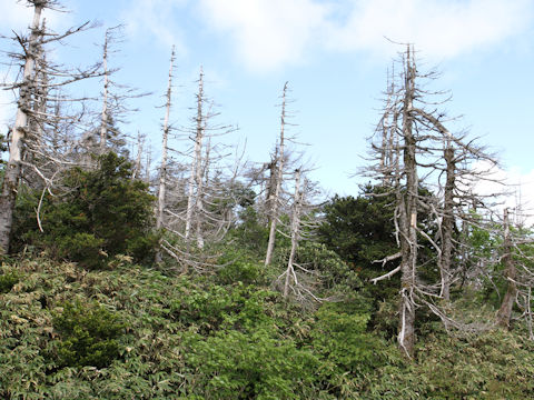 Abies mariesii