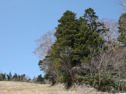 Abies mariesii