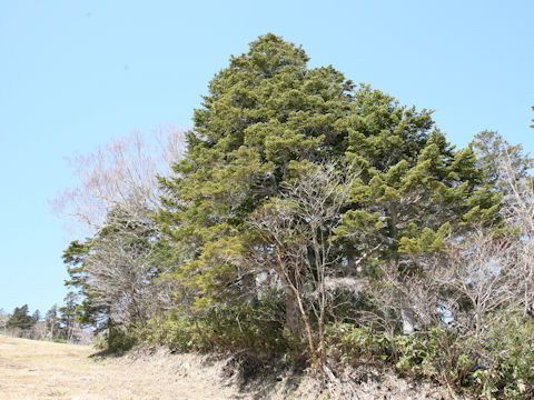 Abies mariesii