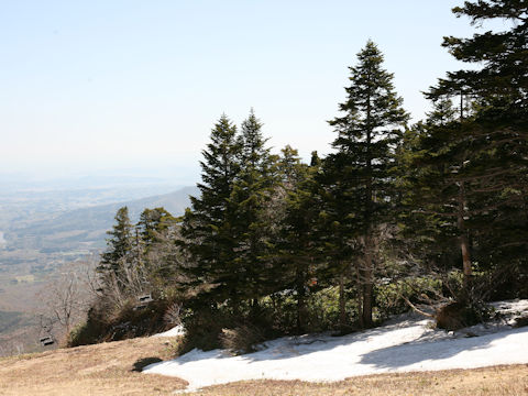 Abies mariesii