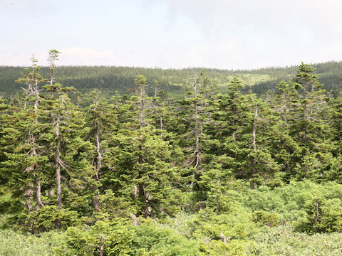 Abies mariesii