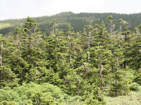 Abies mariesii