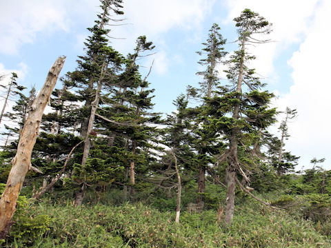 Abies mariesii