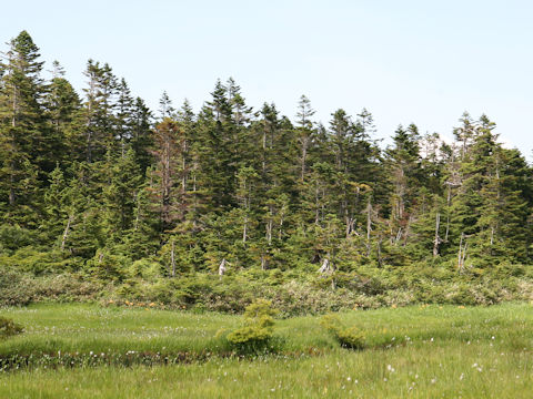 Abies mariesii