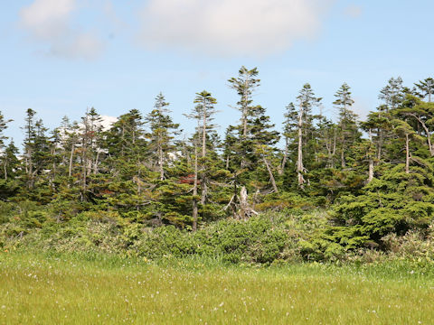 Abies mariesii