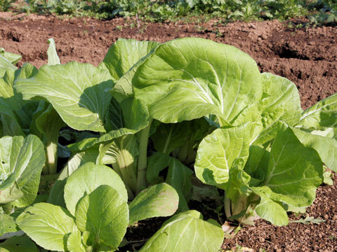 Brassica campestris var. amplexicaulis