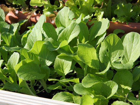 Brassica campestris var. amplexicaulis