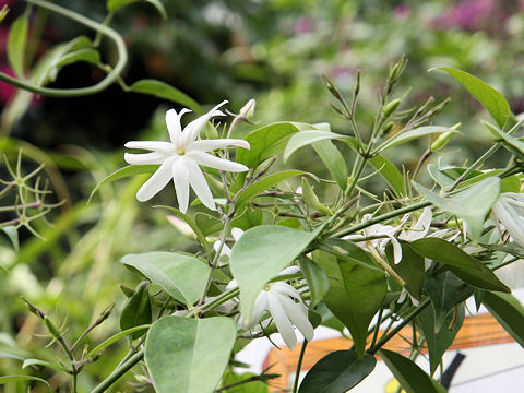 Jasminum nitidum