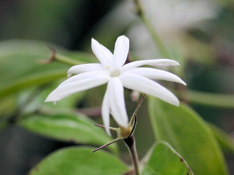 Jasminum nitidum