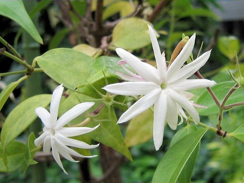 Jasminum nitidum