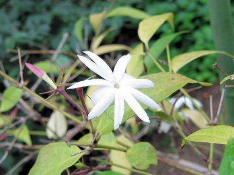 Jasminum nitidum