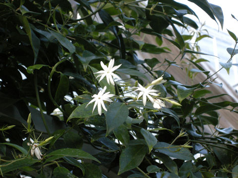 Jasminum nitidum