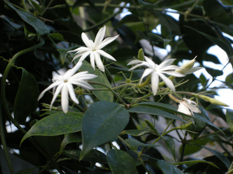 Jasminum nitidum