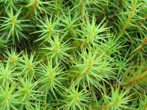 Polytrichum formosum