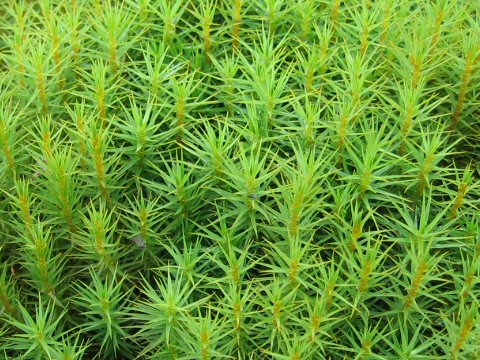 Polytrichum formosum