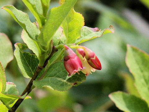 Vaccinium smallii