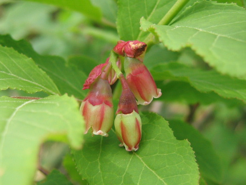 Vaccinium smallii