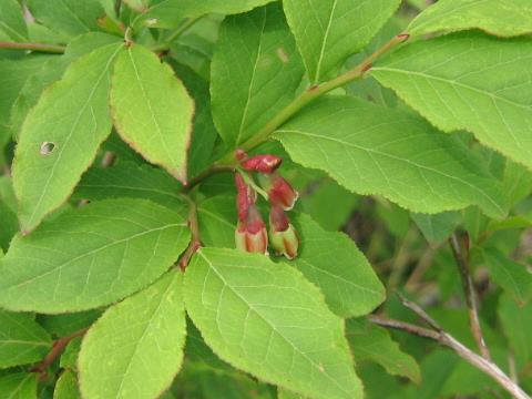 Vaccinium smallii