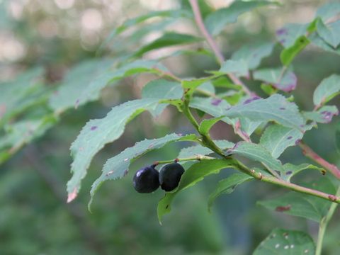 Vaccinium smallii