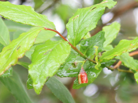 Vaccinium smallii