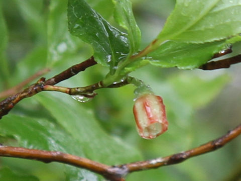 Vaccinium smallii