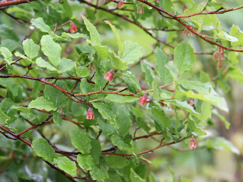 Vaccinium smallii