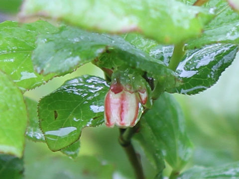 Vaccinium smallii