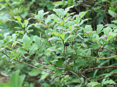 Vaccinium smallii