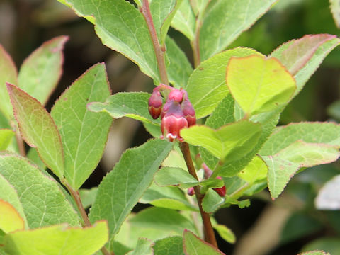 Vaccinium smallii