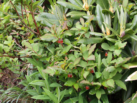 Vaccinium smallii