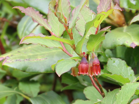 Vaccinium smallii