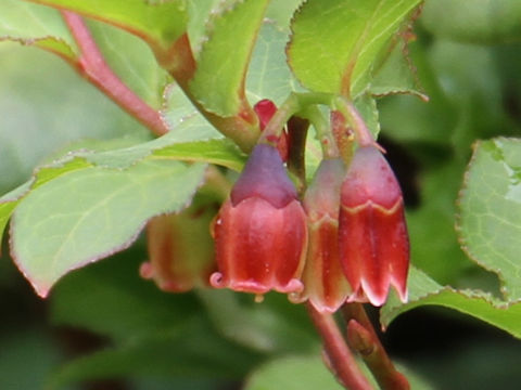 Vaccinium smallii