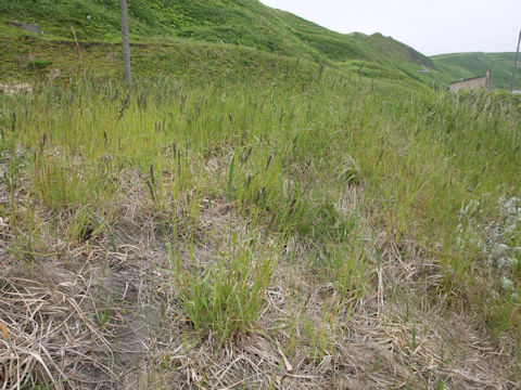 Alopecurus pratensis