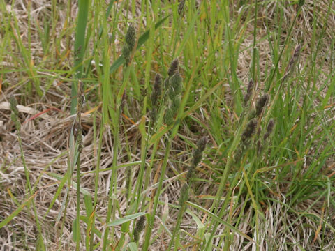 Alopecurus pratensis