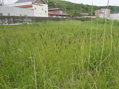 Alopecurus pratensis