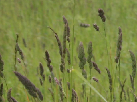 Alopecurus pratensis