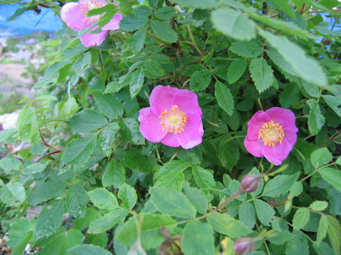 Rosa acicularis