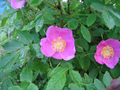 Rosa acicularis