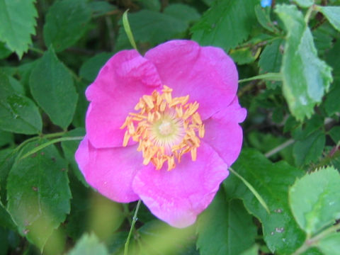 Rosa acicularis