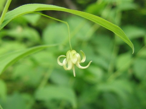 Streptopus amplexifolius var. papillatus