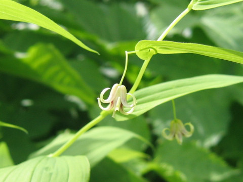 Streptopus amplexifolius var. papillatus