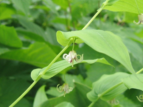 Streptopus amplexifolius var. papillatus