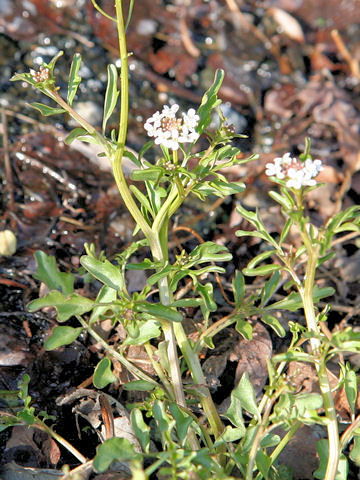 Cardamine regeliana