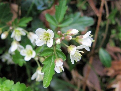 Cardamine regeliana